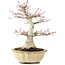 Acer palmatum, 25 cm, ± 15 ans