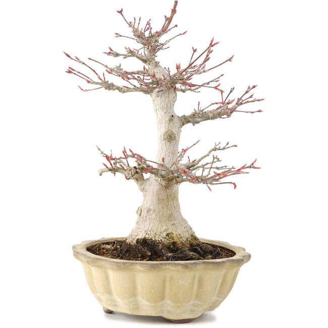 Acer palmatum, 25 cm, ± 15 anni