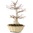 Acer palmatum, 25 cm, ± 15 jaar oud