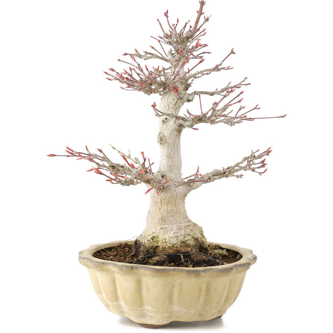 Acer palmatum, 25 cm, ± 15 jaar oud