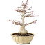 Acer palmatum, 25 cm, ± 15 ans