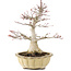 Acer palmatum, 25 cm, ± 15 ans