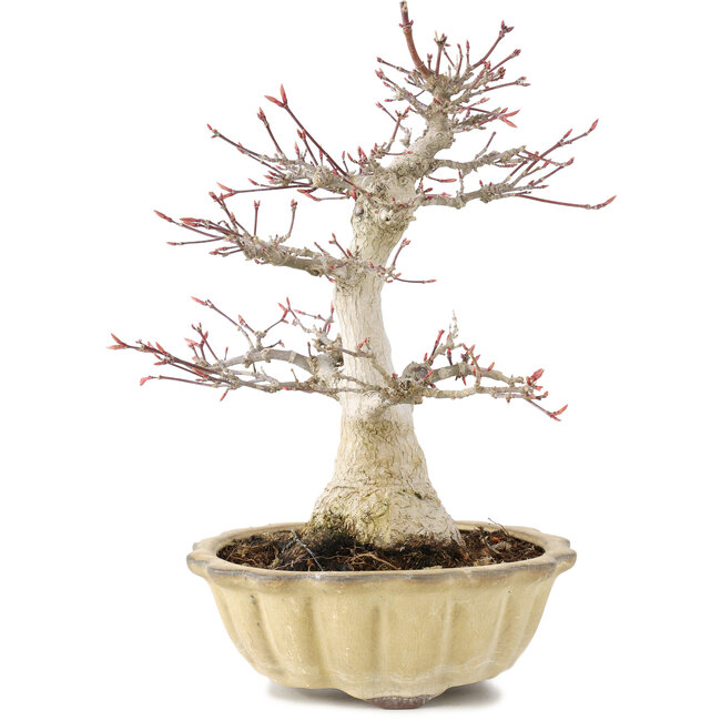 Acer palmatum, 25 cm, ± 15 Jahre alt