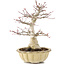 Acer palmatum, 25 cm, ± 15 ans