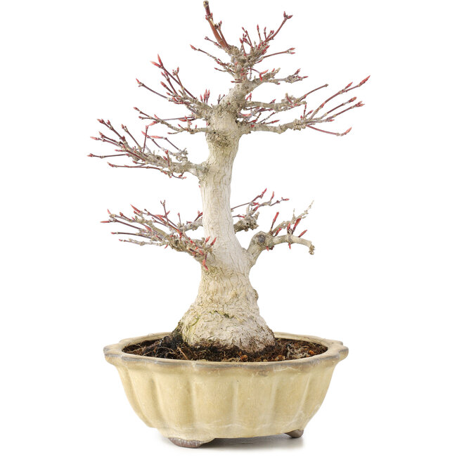 Acer palmatum, 25 cm, ± 15 years old