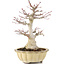 Acer palmatum, 25 cm, ± 15 Jahre alt