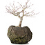 Acer palmatum, 22 cm, ± 10 ans