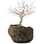 Acer palmatum, 22 cm, ± 10 ans