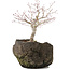 Acer palmatum, 22 cm, ± 10 years old