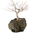 Acer palmatum, 22 cm, ± 10 años