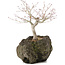 Acer palmatum, 22 cm, ± 10 years old