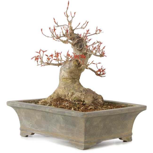 Acer buergerianum, 25,5 cm, ± 15 years old