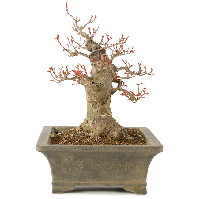 Acer buergerianum, 25,5 cm, ± 15 ans