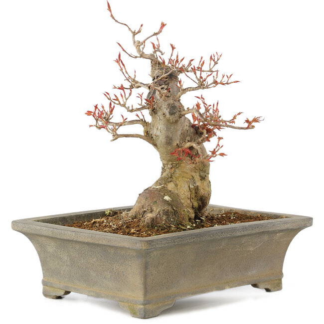 Acer buergerianum, 25,5 cm, ± 15 years old