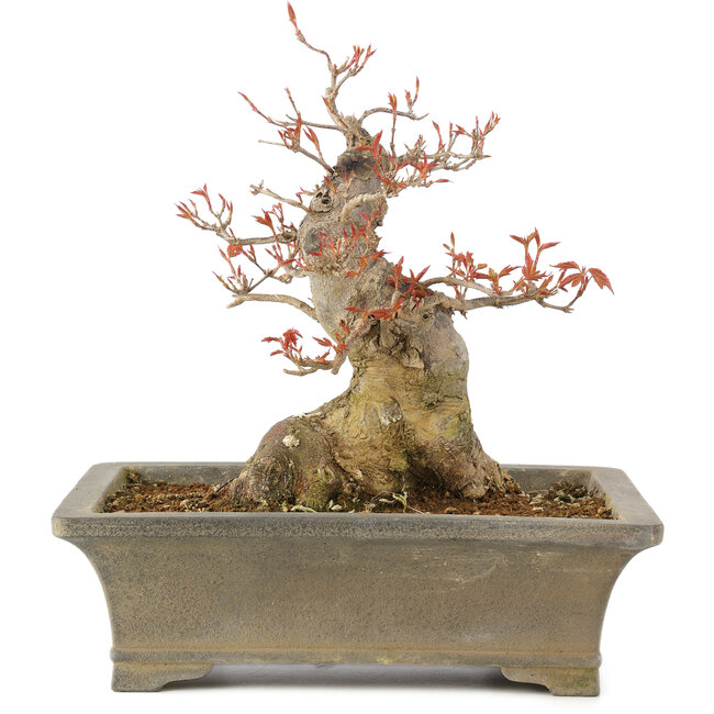 Acer buergerianum, 25,5 cm, ± 15 years old