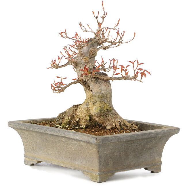 Acer buergerianum, 25,5 cm, ± 15 jaar oud