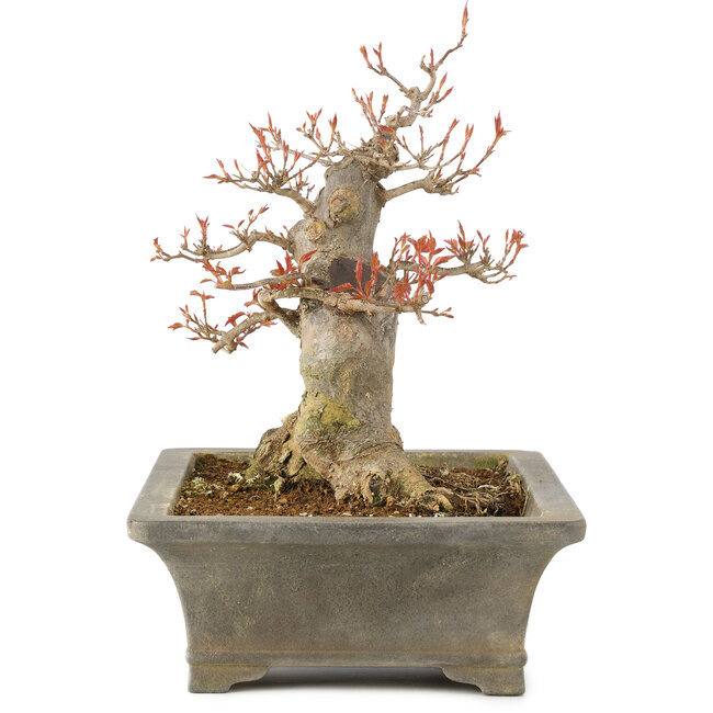 Acer buergerianum, 25,5 cm, ± 15 jaar oud