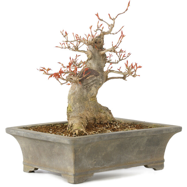 Acer buergerianum, 25,5 cm, ± 15 years old