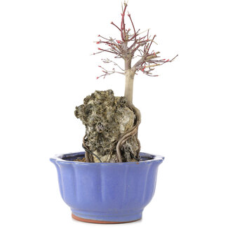 Acer palmatum Deshojo, 25,5 cm, ± 6 años