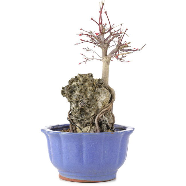 Acer palmatum Deshojo, 25,5 cm, ± 6 years old