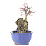 Acer palmatum Deshojo, 25,5 cm, ± 6 ans