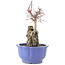 Acer palmatum Deshojo, 25,5 cm, ± 6 years old