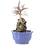 Acer palmatum Deshojo, 25,5 cm, ± 6 years old