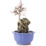 Acer palmatum Deshojo, 25,5 cm, ± 6 ans