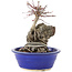 Acer palmatum Deshojo, 21 cm, ± 6 years old