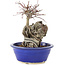 Acer palmatum Deshojo, 21 cm, ± 6 ans