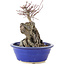 Acer palmatum Deshojo, 21 cm, ± 6 años
