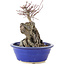 Acer palmatum Deshojo, 21 cm, ± 6 years old