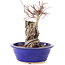 Acer palmatum Deshojo, 21 cm, ± 6 ans