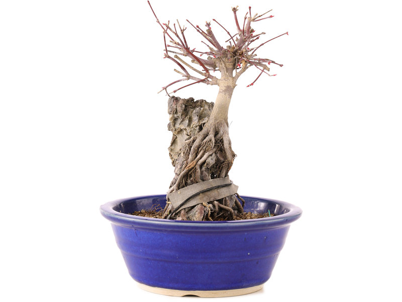 Acer palmatum Deshojo, 21 cm, ± 6 years old