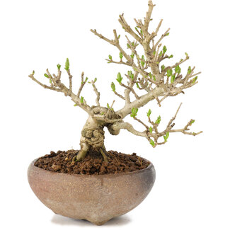 Ligustrum, 14 cm, ± 8 jaar oud