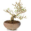 Ligustrum, 14 cm, ± 8 ans