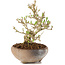 Ligustrum, 14 cm, ± 8 ans