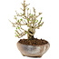 Ligustrum, 14 cm, ± 8 años