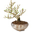 Ligustrum, 14 cm, ± 8 ans