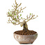 Ligustrum, 14 cm, ± 8 años