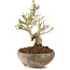 Ligustrum, 14 cm, ± 8 años