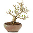 Ligustrum, 14 cm, ± 8 years old