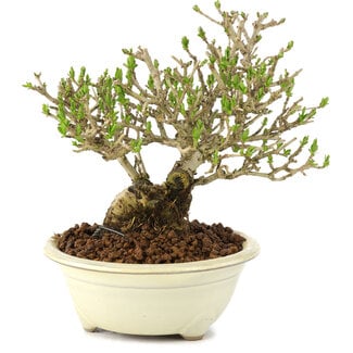 Ligustrum, 12,5 cm, ± 8 anni