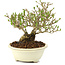 Ligustrum, 12,5 cm, ± 8 ans