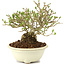 Ligustrum, 12,5 cm, ± 8 años