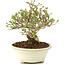 Ligustrum, 12,5 cm, ± 8 years old