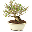 Ligustrum, 12,5 cm, ± 8 years old