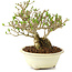 Ligustrum, 12,5 cm, ± 8 ans