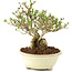 Ligustrum, 12,5 cm, ± 8 ans