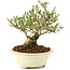 Ligustrum, 12,5 cm, ± 8 ans